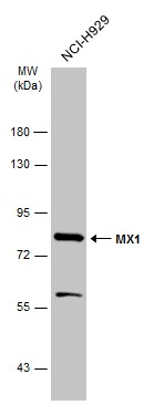 MX1 antibody