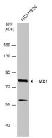 MX1 antibody