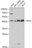 RCN2 antibody