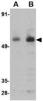 PARL antibody
