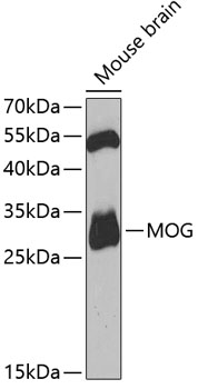 MOG antibody