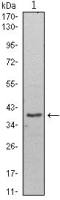 WDR5 antibody [7B11]
