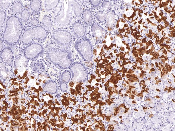 Mucin 6 antibody [IHC626]