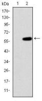 MEKK2 antibody [4B4]