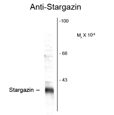 Stargazin antibody
