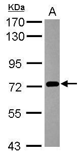 PCDHB3 antibody [N1C1]