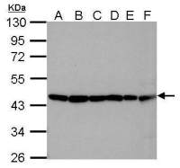 beta Actin antibody