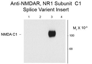NMDAR1 (splice variant C1) antibody