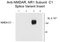 NMDAR1 (splice variant C1) antibody
