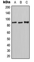 CLCN7 antibody