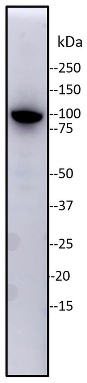 KAP1 antibody [20C1]