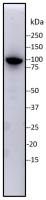 KAP1 antibody [20C1]