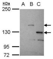 Stk31 antibody