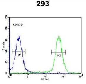 CSGALNACT2 antibody, Internal