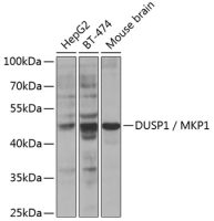 DUSP1 antibody