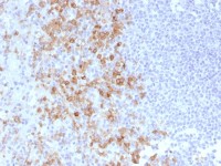 CD162 antibody [PSGL1/1601]