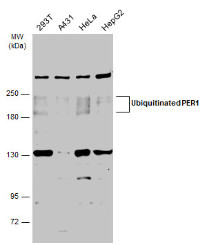 PER1 antibody