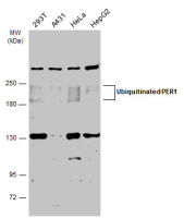PER1 antibody