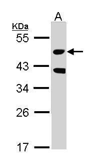 MST3 antibody [N2C1], Internal