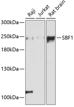 SBF1 antibody产品图