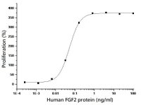 Human FGF2 protein (active)