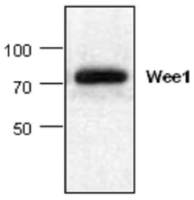WEE1 antibody