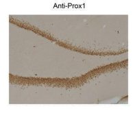 PROX1 antibody [5G10]