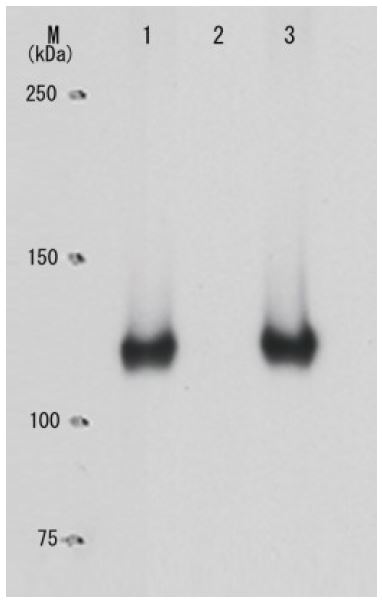 Rb (phospho Ser795) antibody [28B5]