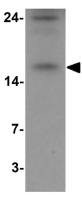 BATF antibody
