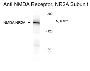 NMDAR2A antibody