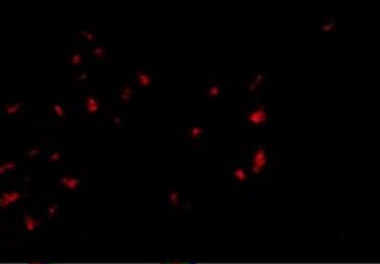 OVGP1 antibody