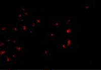 OVGP1 antibody