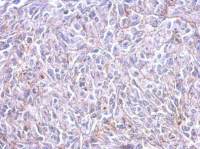 Histamine H3 Receptor antibody