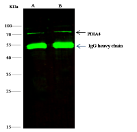ERP72 antibody [020]