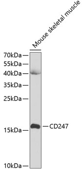 CD3 zeta antibody