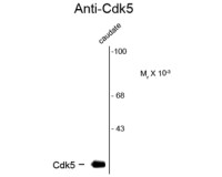 CDK5 antibody [1H3]