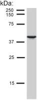 Cytokeratin 19 antibody [BA-17]