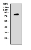 PCSK4 antibody