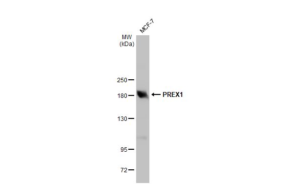 PREX1 antibody