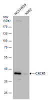 CXCR3 antibody [N1], N-term
