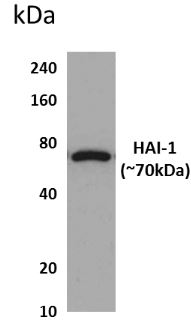 HAI-1 antibody [3X28]