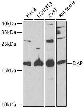 DAP1 antibody