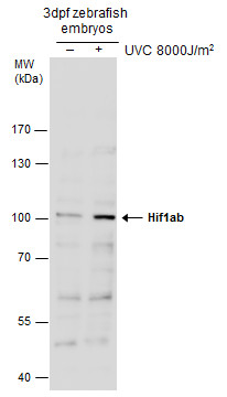Hif1ab antibody