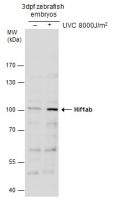 Hif1ab antibody