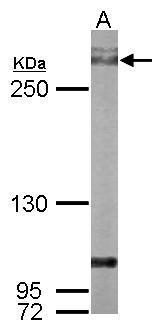 Filamin A antibody [C2], C-term