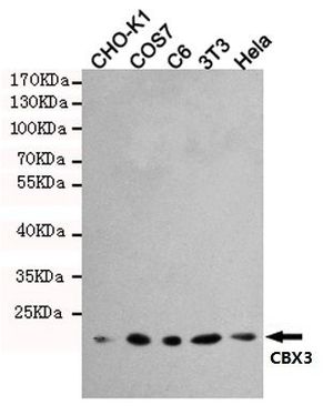 HP1 gamma antibody [5G10]