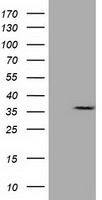 CAPZA1 antibody [7C8]