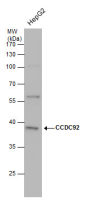 CCDC92 antibody