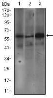 Fc epsilon R1 alpha antibody [1F2A9]