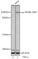 NFkB p105 (phospho Ser907) antibody